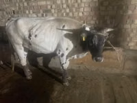 母牛, Cattle — 照片 3