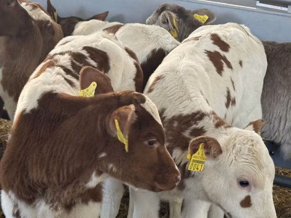 牛只（批次，未指定性别）, Simmental cattle
