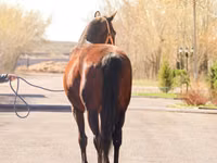 घोड़ी, Thoroughbred horse — फ़ोटो 4