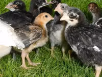 Chickens — photo 2