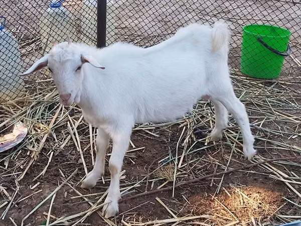 बकरी, Saanen goat