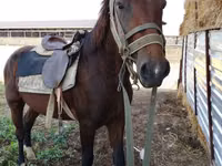 Caballo, Caballos — foto 4