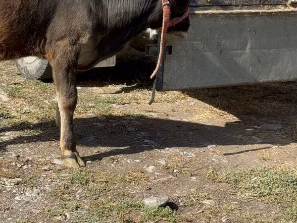 Vaca, Raza Alatau
