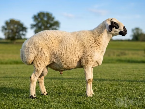 मेढ़ा, Beltex sheep