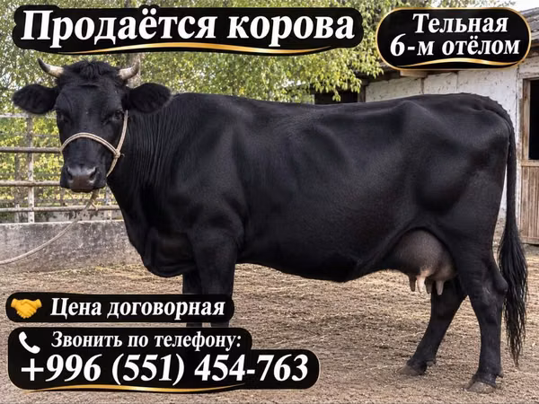 母牛, Russian Black pied cattle