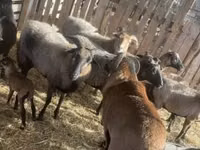Хуц, Cameroon sheep — 3 зураг