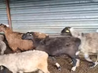 كبش, Adal sheep — الصورة 2