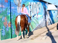 حصان, National Show Horse — الصورة 5