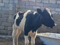 Vaca, Simmental cattle — foto 1
