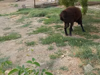 Хуц, Baerchuke sheep — 3 зураг