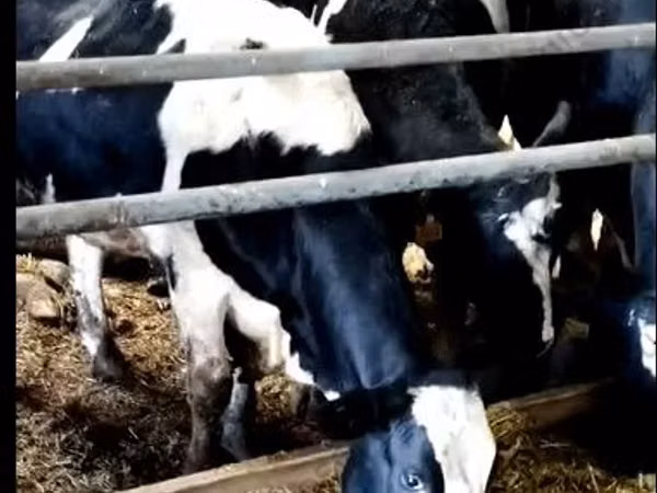 Үнээ, Yaroslavl cattle