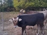 公牛, Brown Carpathian breed — 照片 2
