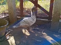 Ducks — 照片 3