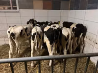 母牛, Russian Black pied cattle — 照片 4