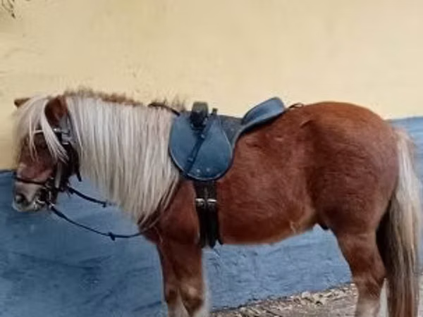 Horse (M), Shetland Pony