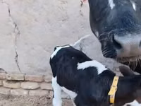 بقرة, Russian Black pied cattle — الصورة 8