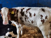 牛只（批次，未指定性别）, Simmental cattle — 照片 7