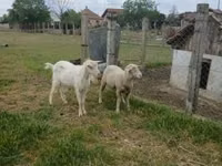Хуц, Merino sheep — 1 зураг