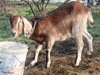 عنزة, Saanen goat — الصورة 8