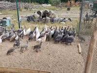 Guinea fowl — photo 1