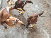 Chickens — Foto 2