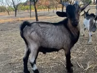 Cabro, Cabras — foto 4