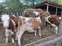 بقرة, Simmental cattle — الصورة 1