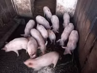 मादा सूअर — फ़ोटो 6