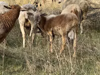 Widder, Katum sheep — Foto 3