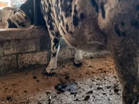 母牛, Holstein breed — 照片 2