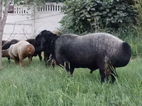 Ram, Sheep — photo 2