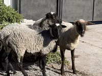 Хонь, Hissar sheep — 2 зураг