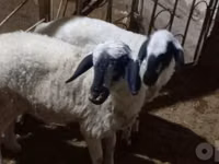 भेड़ें (लॉट, लिंग निर्दिष्ट नहीं), भेड़ — फ़ोटो 4