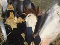 Caballo, Gypsy horse — foto 2