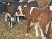 Cattle (batch, sex not specified), Simmental cattle — photo 4