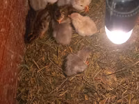 Chickens — foto 1