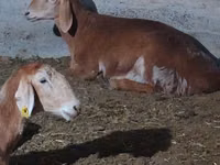 मेढ़ा, Arashan sheep — फ़ोटो 4