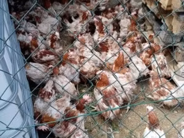 Chickens