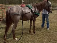 Caballo, Rocky Mountain Horse — foto 4