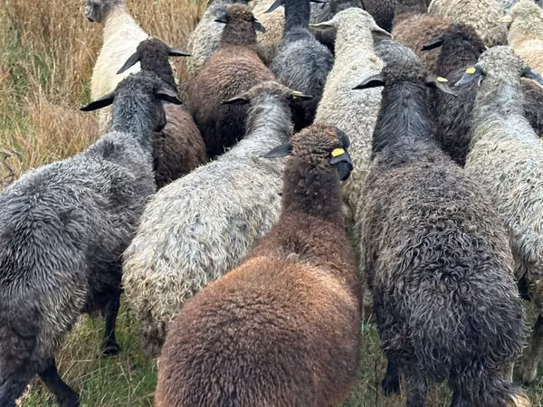 Schaf, Bessarabian sheep
