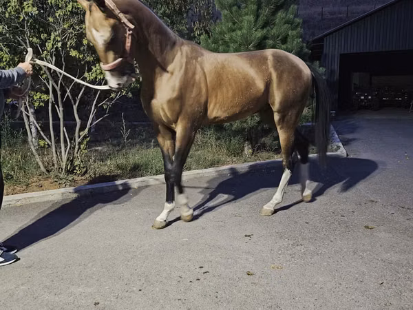 घोड़ा, Akhal-Teke