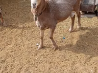 Ram, Katum sheep — photo 1