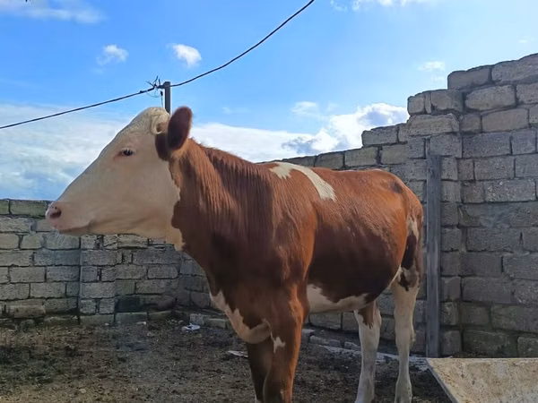 母牛, Simmental cattle