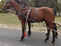 Caballo, Caballos — foto 7