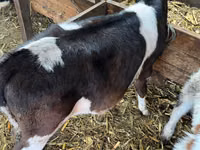 Cow, Russian Black pied cattle — photo 4