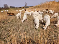 बकरी, Saanen goat — फ़ोटो 4