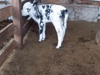 Vaca, Raza Holstein — foto 2