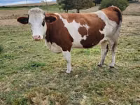 Cow, Montbéliarde — photo 3