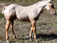 घोड़ा, Quarter Horse — फ़ोटो 4