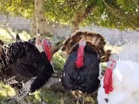 برونز — الصورة 4